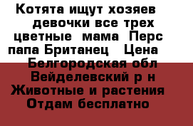 Котята ищут хозяев!!! девочки все трех цветные, мама -Перс , папа-Британец › Цена ­ 0 - Белгородская обл., Вейделевский р-н Животные и растения » Отдам бесплатно   